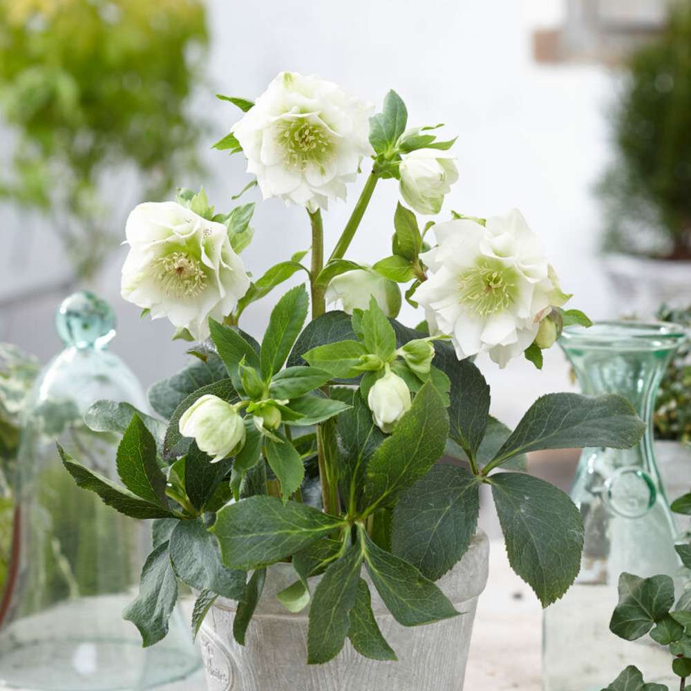 Hybridjulros 'Double Ellen White' (Helleborus × hybridus)